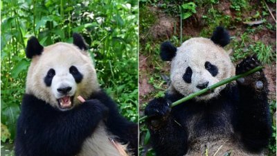 中国选定一对大熊猫　赴美生活10年