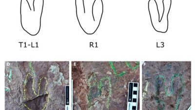 中国福建发现新巨型猛禽　脚印化石揭为迅猛龙近亲