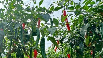 拟开垦30英亩种植地　扎哈里：打造昔县成为辣椒出口地之一