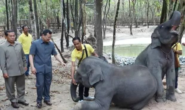 老挝赠送柬埔寨2头大象