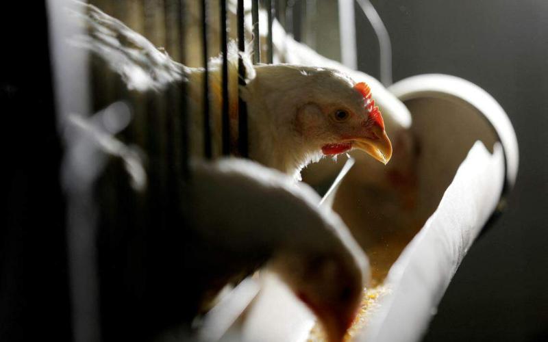 马来西亚7月1日起解除鸡肉出口禁令