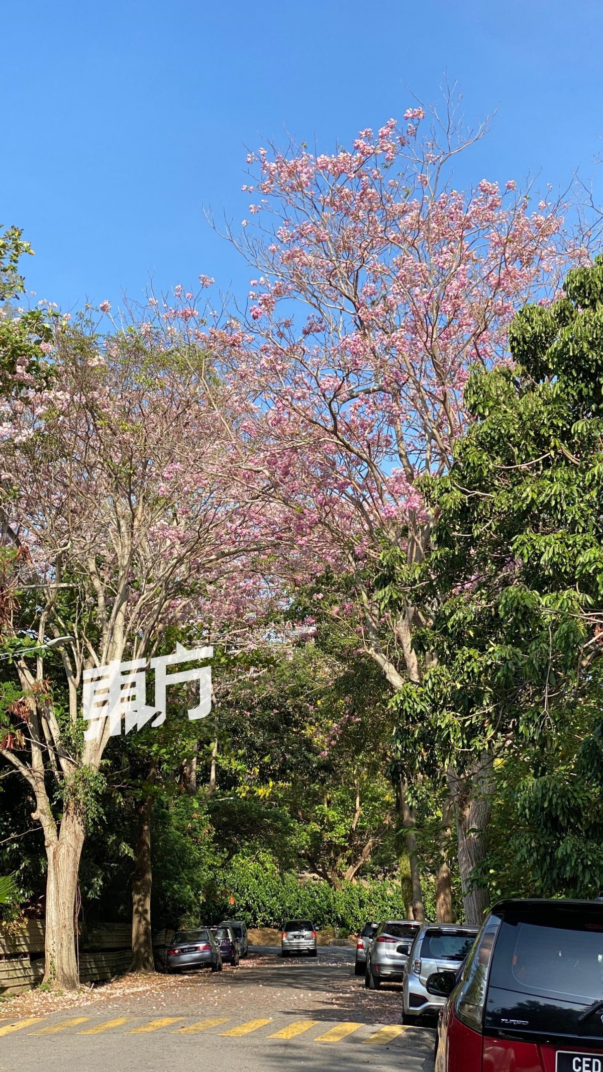 风铃木盛开的粉红色花朵与日本樱花极为相似，而获得大马樱花的美称。