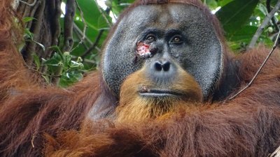 新发现！　红毛猩猩也会用草药疗伤