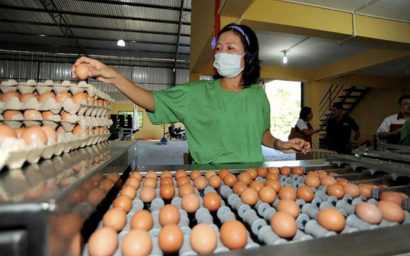 马国将继续补贴肉鸡及鸡蛋
