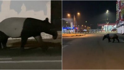 马来貘在街道上迷路乱奔　网：也许它在寻找家