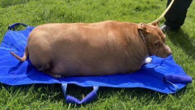 养到53.7公斤重　纽西兰妇女导致爱犬肥死被判监