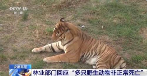 “动物园20只东北虎死亡” 安徽阜阳林业部门通报回应